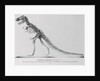 Tyrannosaurus Rex Illustration by Anonymous