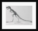 Tyrannosaurus Rex Illustration by Anonymous