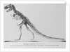 Tyrannosaurus Rex Illustration by Anonymous