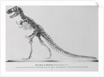 Tyrannosaurus Rex Illustration by Anonymous