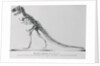 Tyrannosaurus Rex Illustration by Anonymous