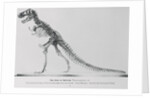 Tyrannosaurus Rex Illustration by Anonymous