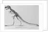 Tyrannosaurus Rex Illustration by Anonymous