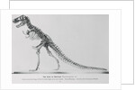 Tyrannosaurus Rex Illustration by Anonymous