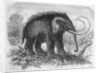 Woolly Mammoth by Anonymous