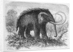 Woolly Mammoth by Anonymous