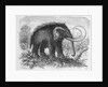 Woolly Mammoth by Anonymous