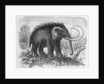 Woolly Mammoth by Anonymous