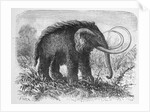 Woolly Mammoth by Anonymous