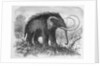 Woolly Mammoth by Anonymous