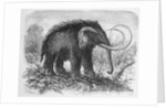 Woolly Mammoth by Anonymous