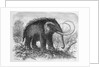 Woolly Mammoth by Anonymous