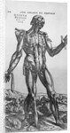 The Muscular System by Anonymous