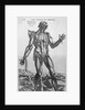 The Muscular System by Anonymous