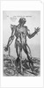 The Muscular System by Anonymous