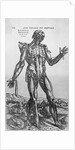 The Muscular System by Anonymous
