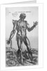 The Muscular System by Anonymous