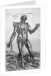 The Muscular System by Anonymous