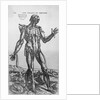 The Muscular System by Anonymous