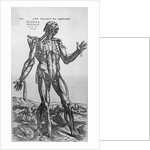 The Muscular System by Anonymous
