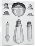 Light Bulbs on Display by Anonymous