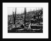 French Forest Destroyed in WWI by Anonymous