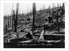 French Forest Destroyed in WWI by Anonymous