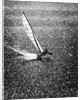 Catamaran Sailing in Mission Bay by Anonymous