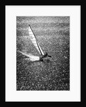 Catamaran Sailing in Mission Bay by Anonymous