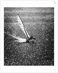 Catamaran Sailing in Mission Bay by Anonymous