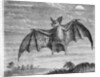 Engraving of American Vampire Bat by Anonymous