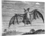 Engraving of American Vampire Bat by Anonymous
