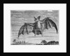 Engraving of American Vampire Bat by Anonymous