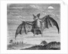 Engraving of American Vampire Bat by Anonymous