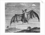 Engraving of American Vampire Bat by Anonymous