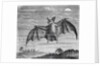 Engraving of American Vampire Bat by Anonymous