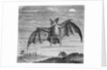 Engraving of American Vampire Bat by Anonymous