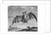 Engraving of American Vampire Bat by Anonymous