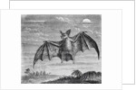 Engraving of American Vampire Bat by Anonymous
