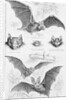 Ilustration of Six Types of Bats by Anonymous