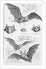 Ilustration of Six Types of Bats by Anonymous
