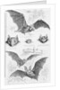 Ilustration of Six Types of Bats by Anonymous