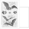 Ilustration of Six Types of Bats by Anonymous