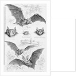 Ilustration of Six Types of Bats by Anonymous