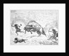 Prehistoric Men Hunting Oxen by Anonymous