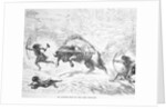 Prehistoric Men Hunting Oxen by Anonymous
