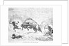 Prehistoric Men Hunting Oxen by Anonymous