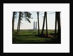 Grove of Trees at Vimy Memorial by Anonymous