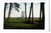 Grove of Trees at Vimy Memorial by Anonymous