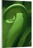 Young Fern Frond Uncurls by Anonymous